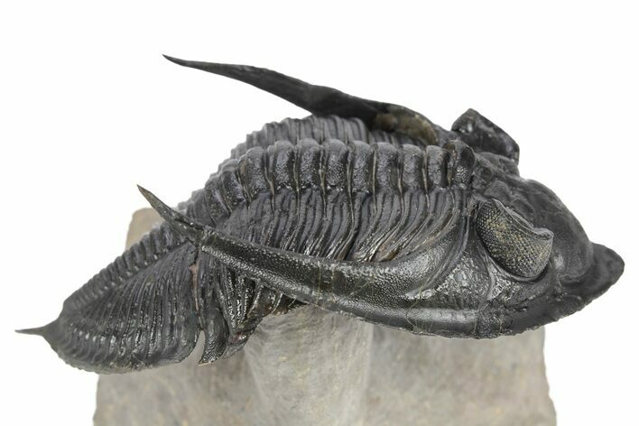 Flying Zlichovaspis Trilobite - Atchana, Morocco #248772